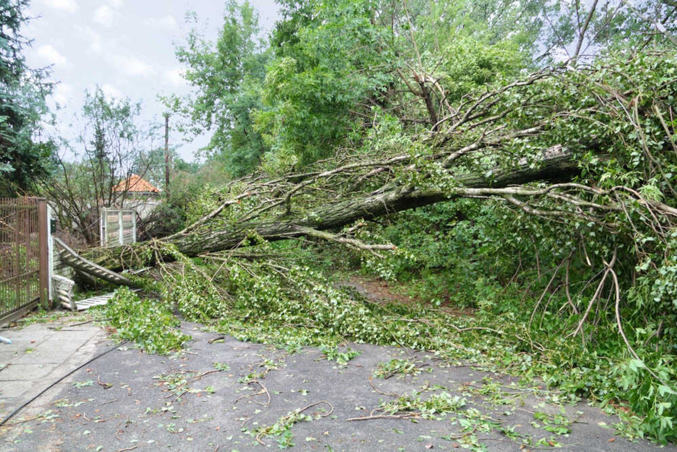 Powalone drzewo na drodze w wyniku silnego wiatru