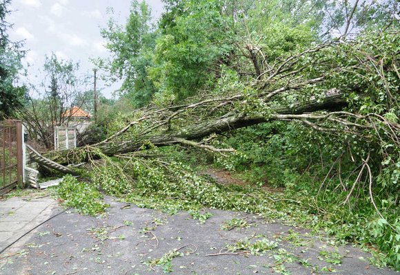 Powalone drzewo na drodze w wyniku silnego wiatru