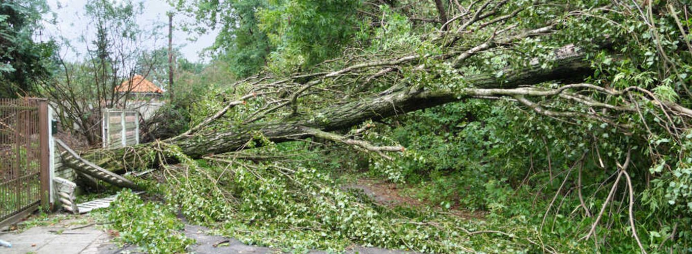 Powalone drzewo na drodze w wyniku silnego wiatru