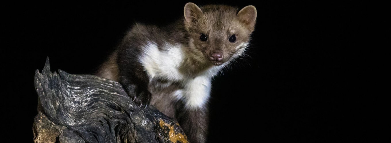 Kuna w samochodzie, siedząca wygodnie na gałęzi, z przyciągającym wzrok futrem, z wyraźnymi detalami jej ciała, w ciemnym tle. Obrazek ukazuje ciekawską naturę kuny, idealny do ilustracji tematyki dzikiej fauny w miejskich środowiskach.