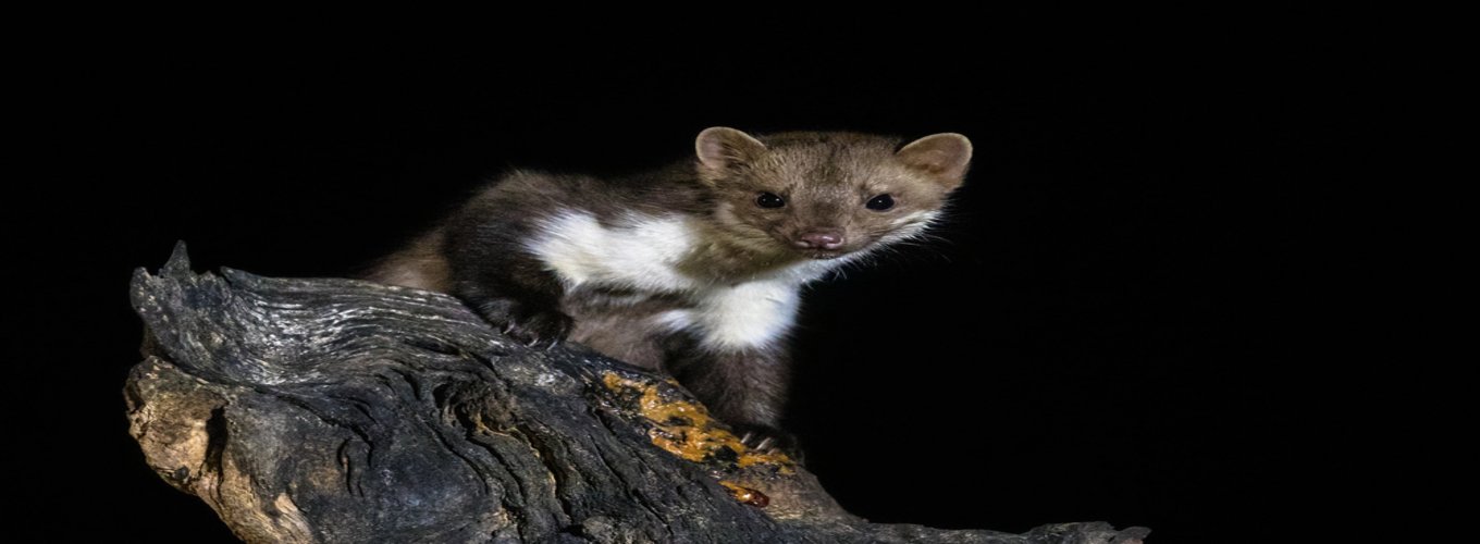 Kuna w samochodzie, siedząca wygodnie na gałęzi, z przyciągającym wzrok futrem, z wyraźnymi detalami jej ciała, w ciemnym tle. Obrazek ukazuje ciekawską naturę kuny, idealny do ilustracji tematyki dzikiej fauny w miejskich środowiskach.