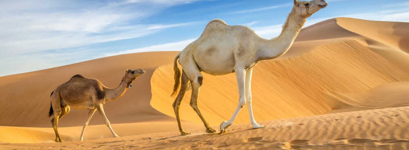 Wiza do Arabii Saudyjskiej