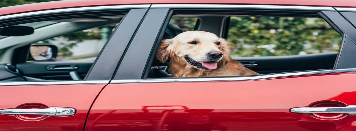 Pies rasy Golden retriever wygląda przez otwarte okno czerwonego samochodu.