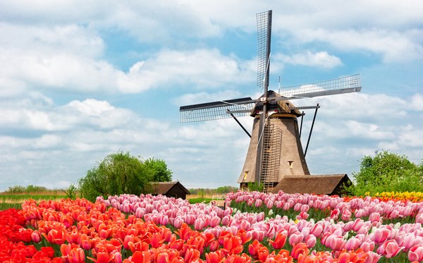 Tradycyjny holenderski wiatrak na tle pola tulipanów