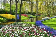 Keukenhof gardens blooming spring flowers by the pond. Colorful tulips and blue Muscari flowers. Keukenhof gardens blooming spring flowers by the pond. Colorful tulips and blue Muscari flowers.