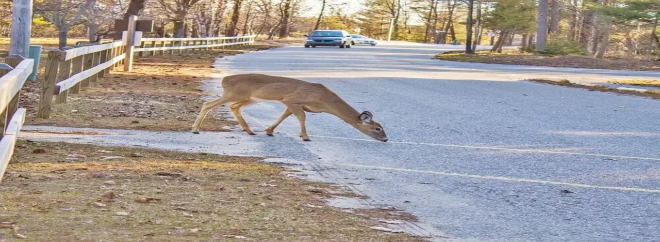 Zderzenie z dzikim zwierzęciem na drodze – sarna przekracza jezdnię przed nadjeżdżającym samochodem na wiejskiej drodze, stwarzając duże ryzyko dla kierowców.