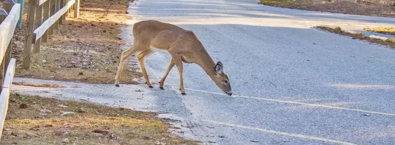 Zderzenie z dzikim zwierzęciem na drodze – sarna przekracza jezdnię przed nadjeżdżającym samochodem na wiejskiej drodze, stwarzając duże ryzyko dla kierowców.
