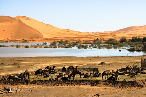 Erg Chebbi Na zdjęciu widać grupę wielbłądów odpoczywających i pasących się na pustynnym terenie, z jeziorem i wydmami w tle.