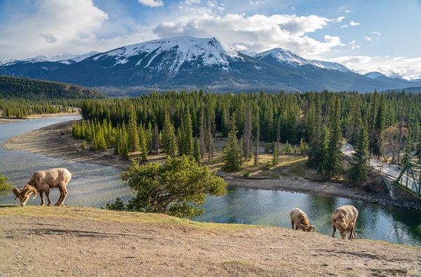 Canadian Rockies Jasper National Park nature scenery. Foraging bighorn sheep ram