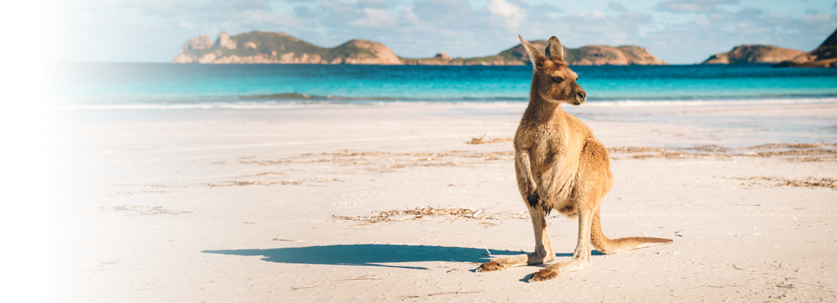 Kangur stojący na piaszczystej plaży w Australii na tle turkusowego oceanu.