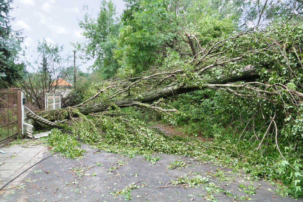 Powalone drzewo na drodze w wyniku silnego wiatru